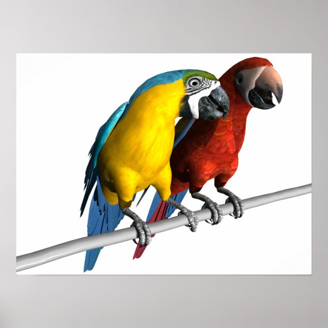 Macaws in Love Poster (Front)