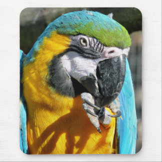 MACAWS MOUSE PAD