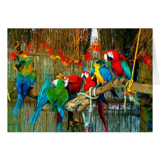 Macaws on Parade Cards