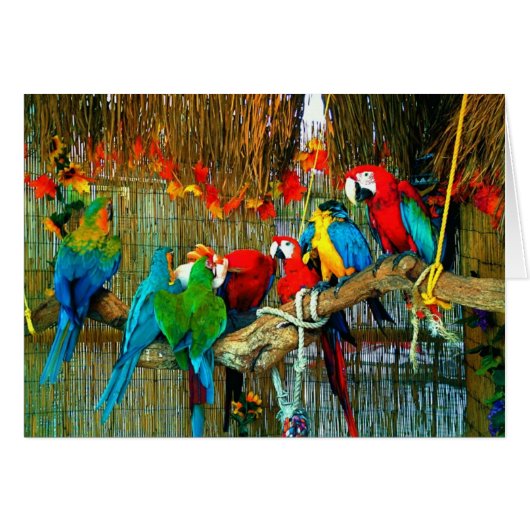 Macaws on Parade Cards (Front Horizontal)