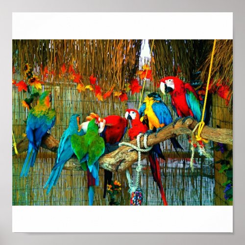 Macaws on Parade Poster