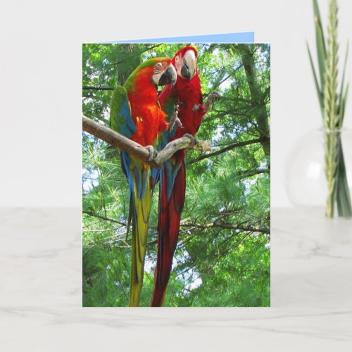 Macaws Pair Birthday Greeting Card