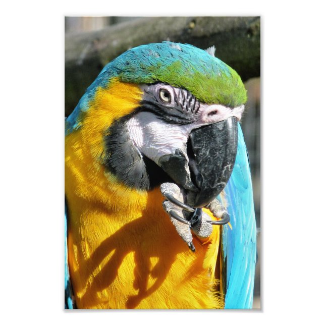 MACAWS PHOTO PRINT (Front)
