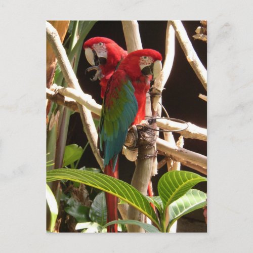 Macaws Postcard