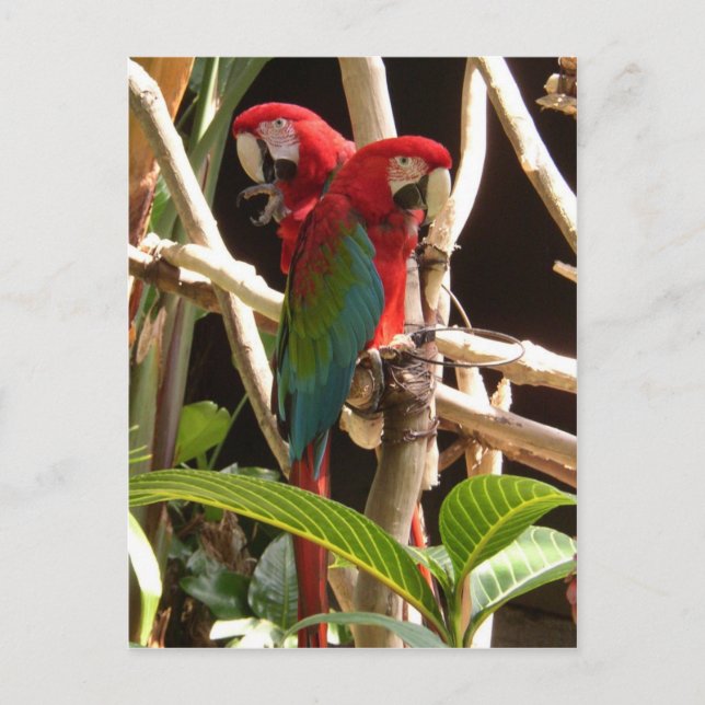 Macaws Postcard (Front)