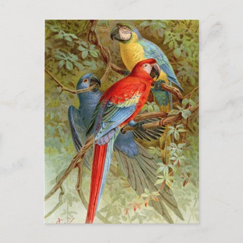 Macaws Postcard