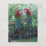 Macaws Postcard