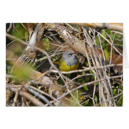 MacGillivray's Warbler Cards (Front Horizontal)