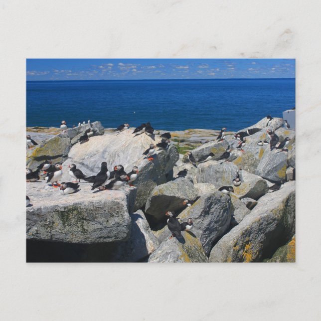 Machias Seal Island Atlantic Puffins Razorbills Postcard (Front)