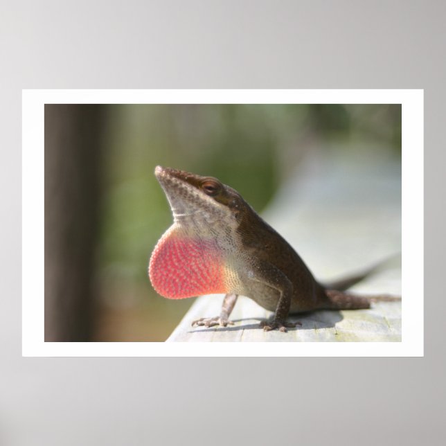 Macho Anole Poster (Front)