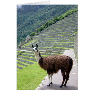 machu llama look