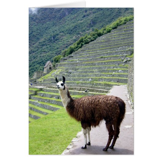 machu llama look cards (Front)