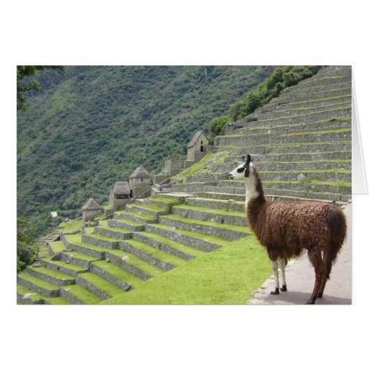machu llama view cards (Front Horizontal)