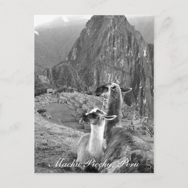 Machu Picchu Peru Postcard (Front)