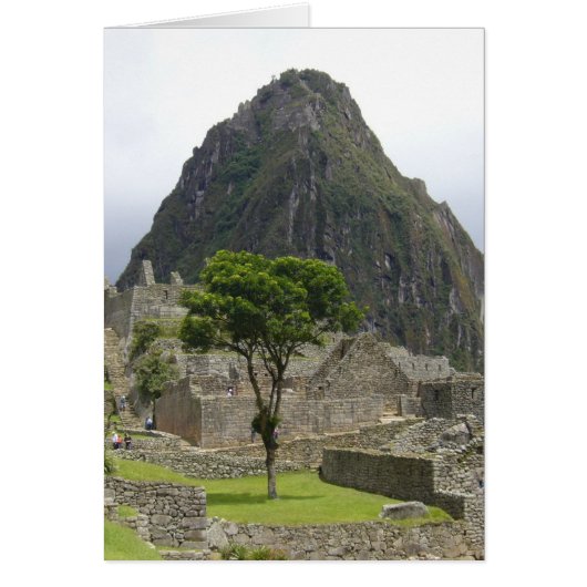 machu picchu tree (Front)