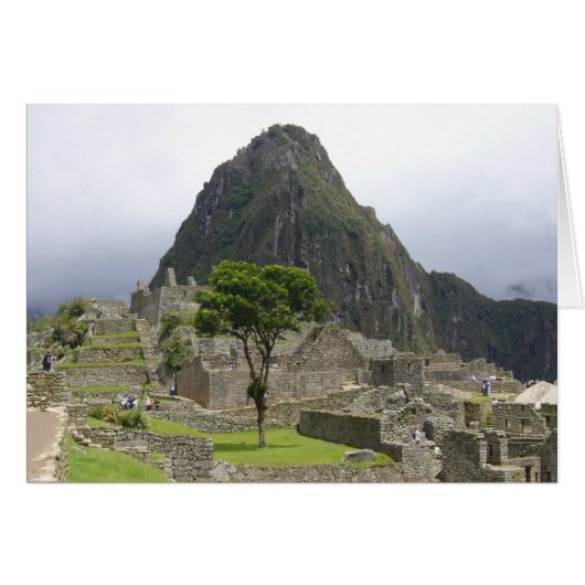 machu tree (Front Horizontal)