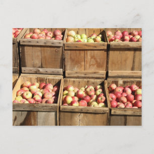 Macintosh Apples By The Crate Postcard