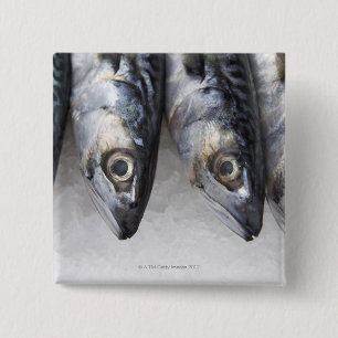 Mackerel fish, fresh catch of the day button