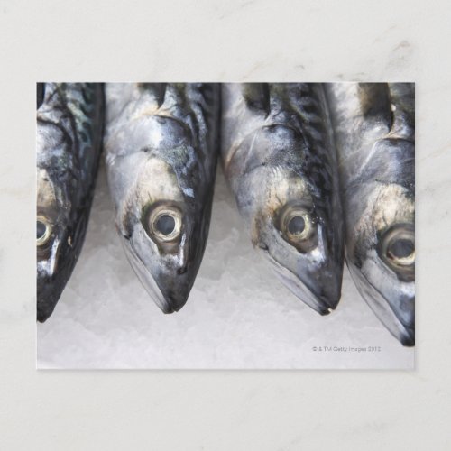 Mackerel fish fresh catch of the day postcard