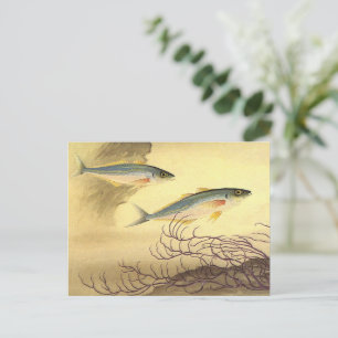 Mackerel Fish Swimming in the Ocean Postcard