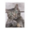 Mackerel Tabby Cat