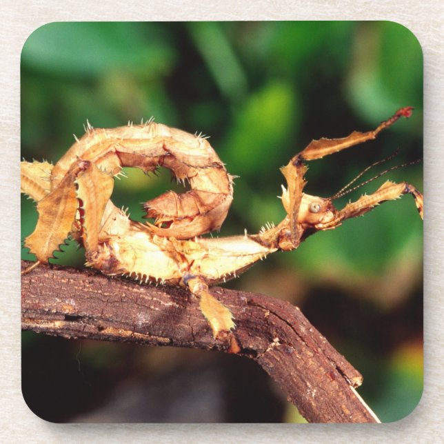 Macleay's Spectre (Spiney Stick Insect), Beverage Coaster (Front)
