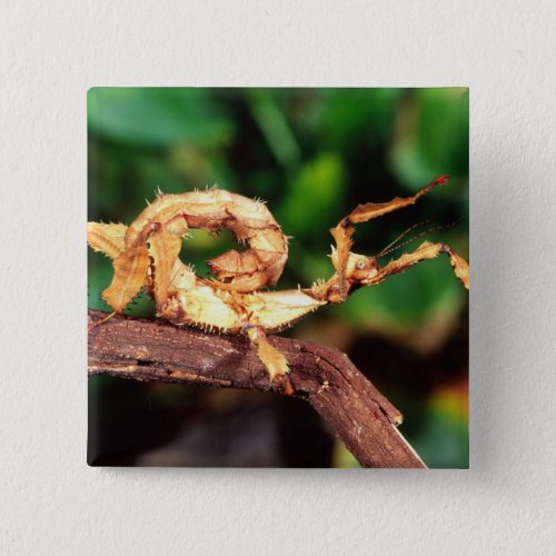 Macleays Spectre Spiney Stick Insect Button