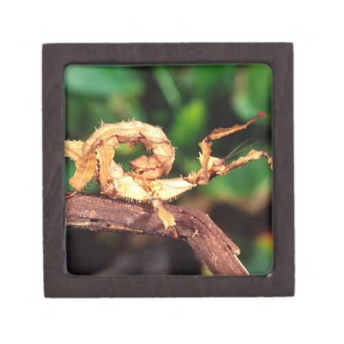 Macleays Spectre Spiney Stick Insect Gift Box