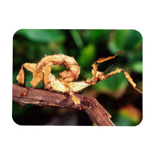Macleays Spectre Spiney Stick Insect Magnet