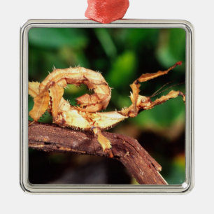 Macleay's Spectre (Spiney Stick Insect), Metal Ornament