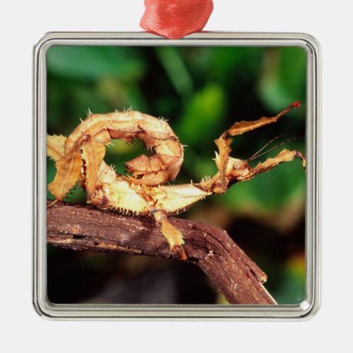 Macleays Spectre Spiney Stick Insect Metal Ornament