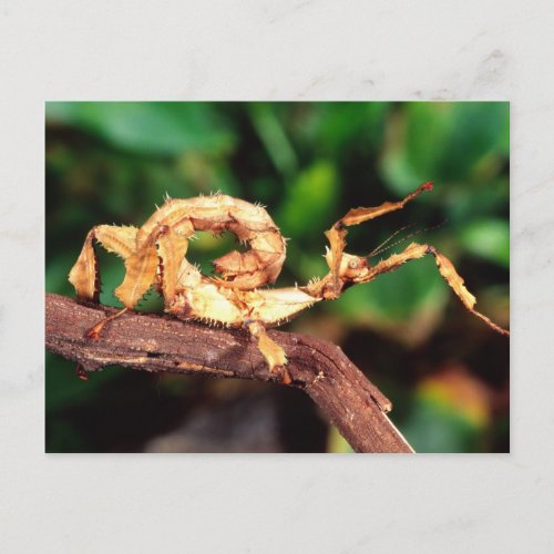 Macleays Spectre Spiney Stick Insect Postcard