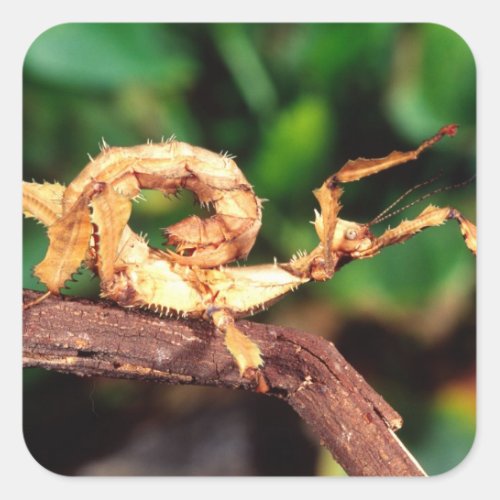 Macleays Spectre Spiney Stick Insect Square Sticker