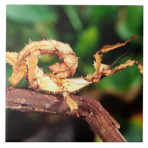 Macleays Spectre Spiney Stick Insect Tile