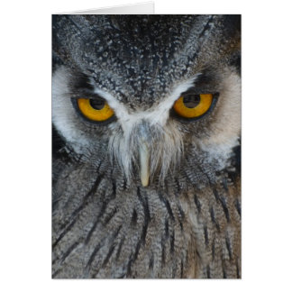 Macro Black and White Owl Cards