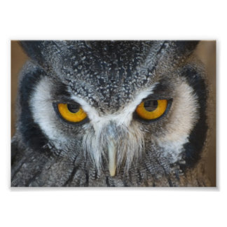 Macro Black and White Owl Photo Print