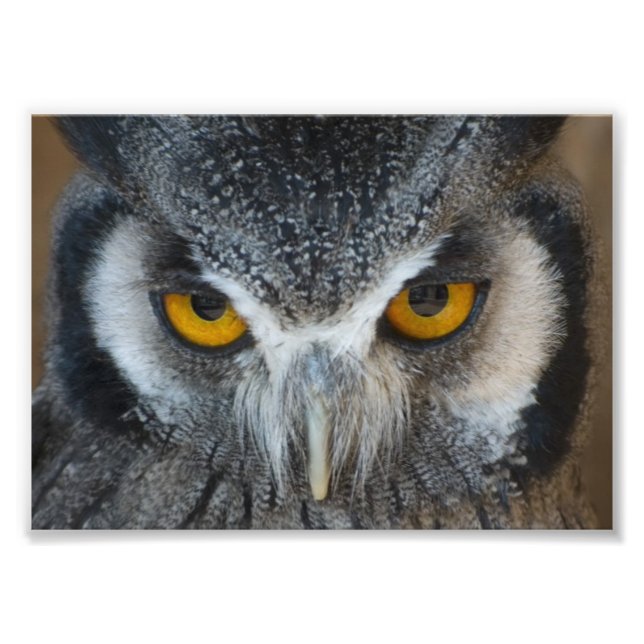 Macro Black and White Owl Photo Print (Front)