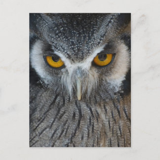 Macro Black and White Owl Postcard
