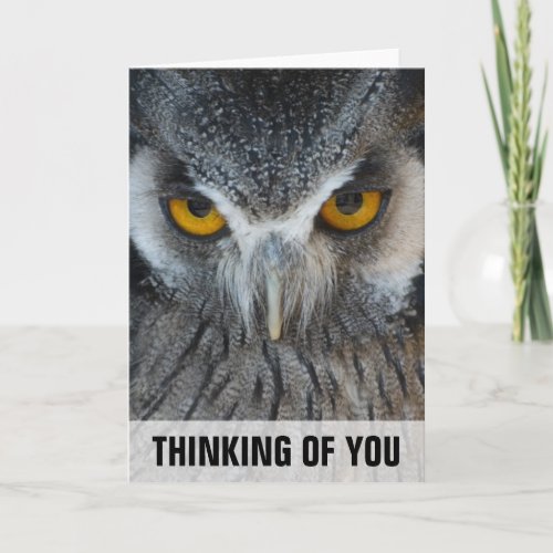 Macro Black and White Owl Thinking Of You Card