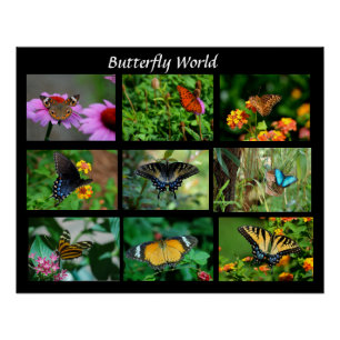 Macro Butterflies Photo Enlargement Poster