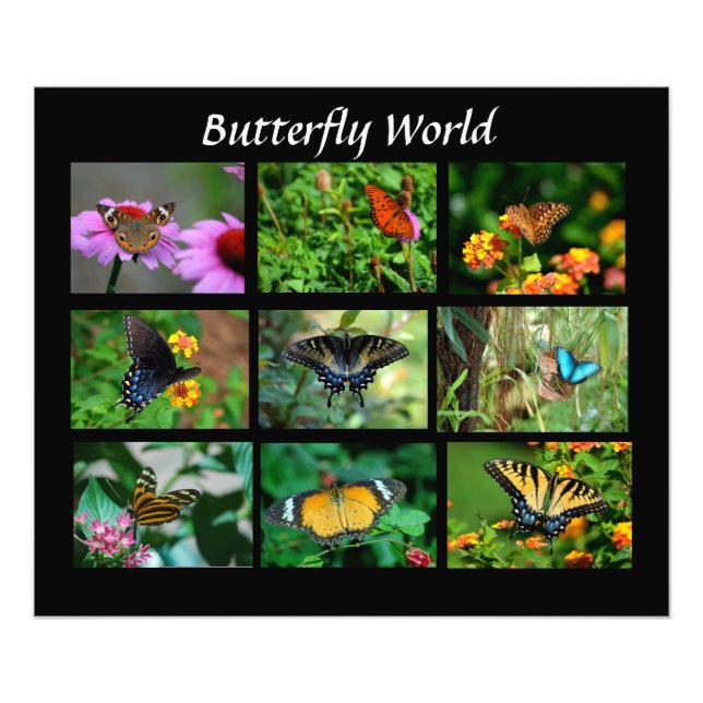Macro Butterflies Photo Enlargement Print (Front)