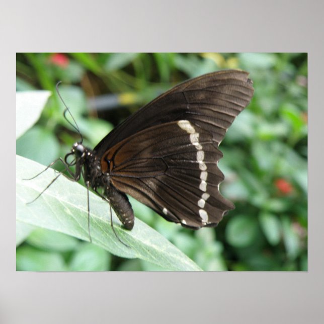 Macro Butterfly Print (Front)