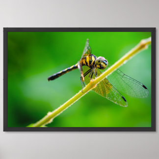 Macro Close-Up of a Vibrant Dragonfly on a Green Framed Art