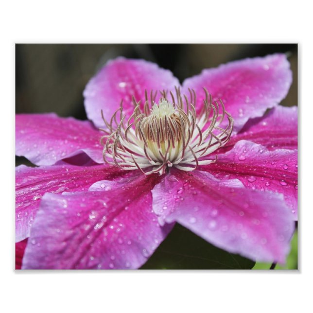 Macro Close Up of Pink Clematis Flower Photo Print (Front)