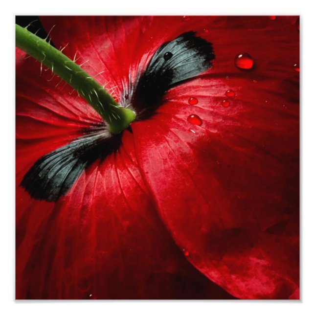 macro close up photography rose photo print (Front)