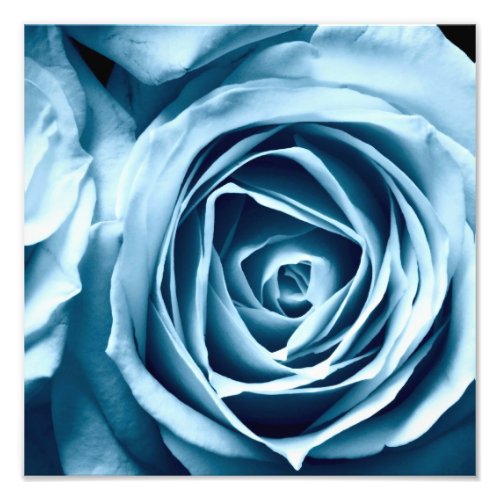 macro close up photography rose photo print