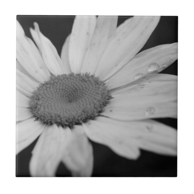Macro Daisy Black And White Flower Tile (Front)
