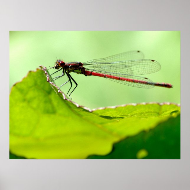 Macro damselfly on leaf  poster (Front)