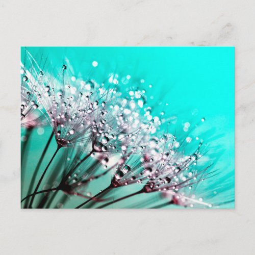 Macro Dandelion Seeds Water Drops Photo Postcard