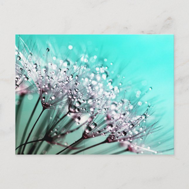 Macro Dandelion Seeds Water Drops Photo Postcard (Front)